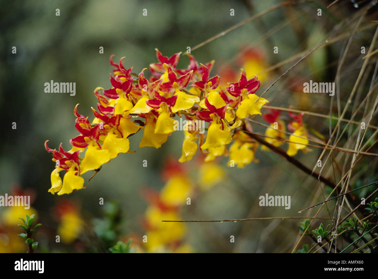 Schöne gelbe Orchidee, die häufig in der Nähe der Ruinen von SAYACMARCA auf dem Inka TRAIL, MACHU PICCHU peruanischen Anden gefunden Stockfoto