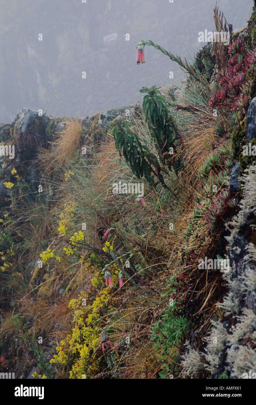 Orchideen anderen Eingeborenen auf die Ruinen von SAYACMARCA auf dem Inka TRAIL, MACHU PICCHU peruanischen Anden Stockfoto