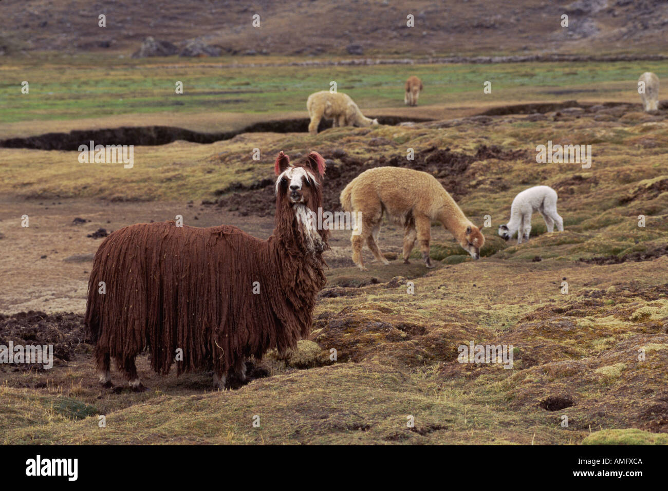 Eine Sonderform der langhaarige Lama AUZANGATE TREK PERU Stockfoto