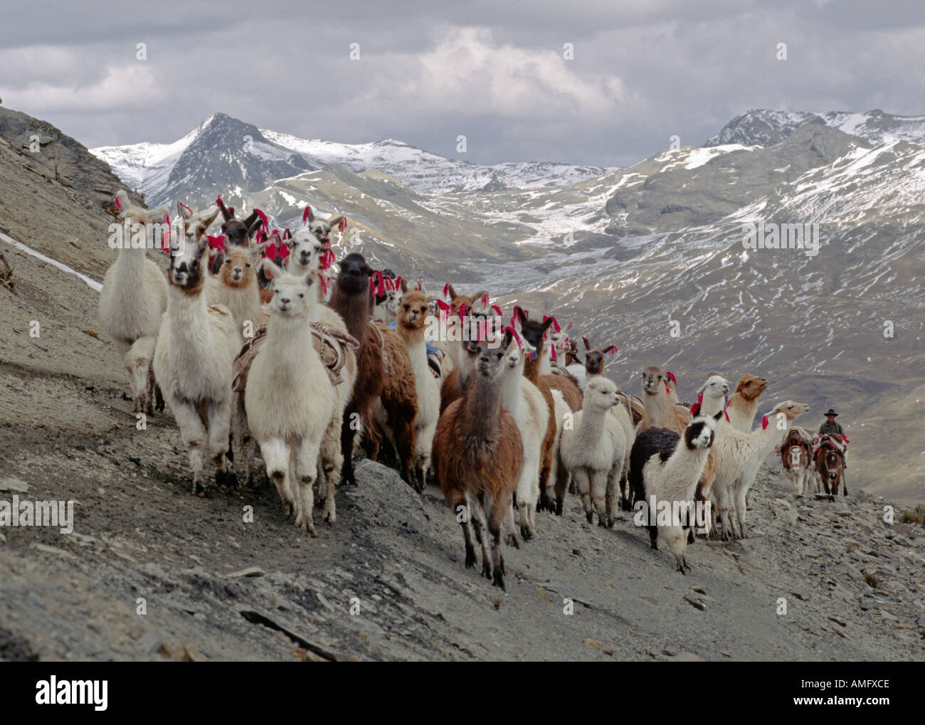 Eine Herde von Lamas auf der Spur unter ARAPA PASS auf AUZANGATE S West flankieren peruanischen Anden Stockfoto