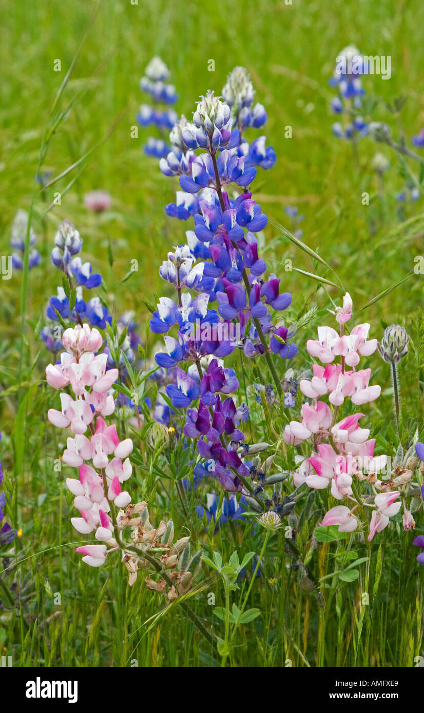 SKY LUPINE Lupinus Nanus in seiner blauen und rosa Formen-Blüte im Frühjahr MONTEREY COUNTY in Kalifornien Stockfoto
