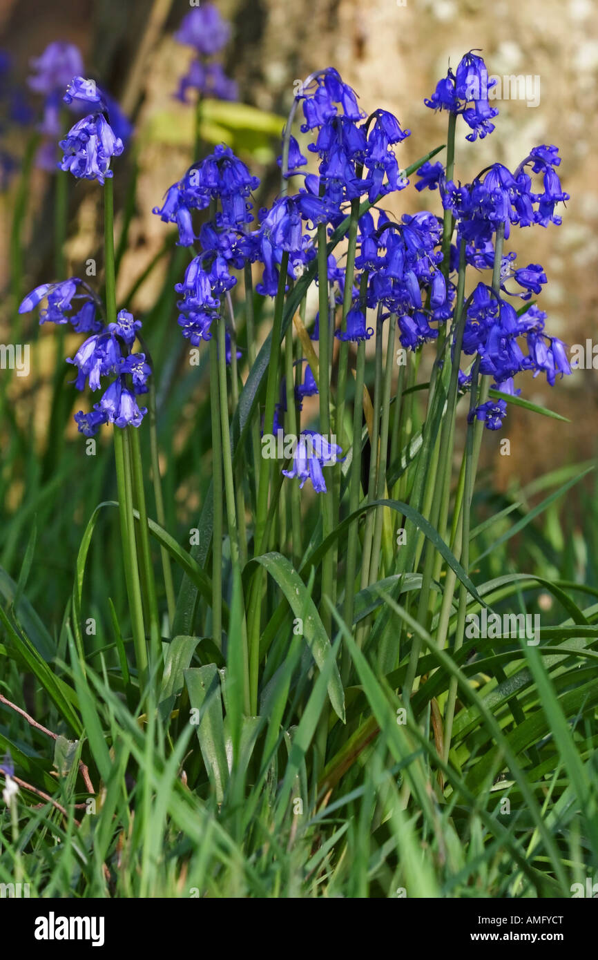 Atlantisches Hasenglöckchen (Hyacinthoides non Scripta) Stockfoto