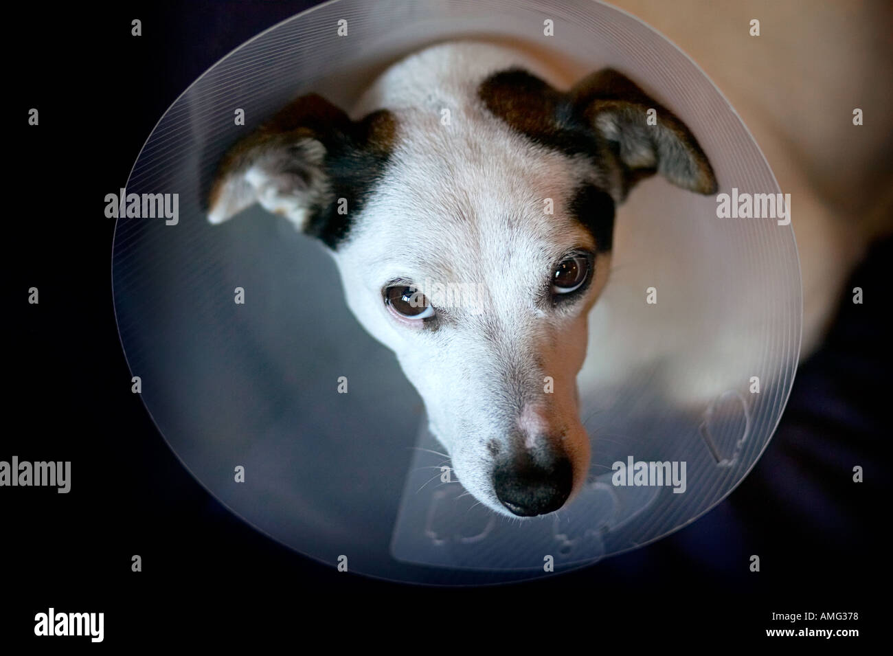 traurig Jack Russell Hund mit Konus auf Kopf zu lecken stoppen nach Operation Wunde Stockfoto