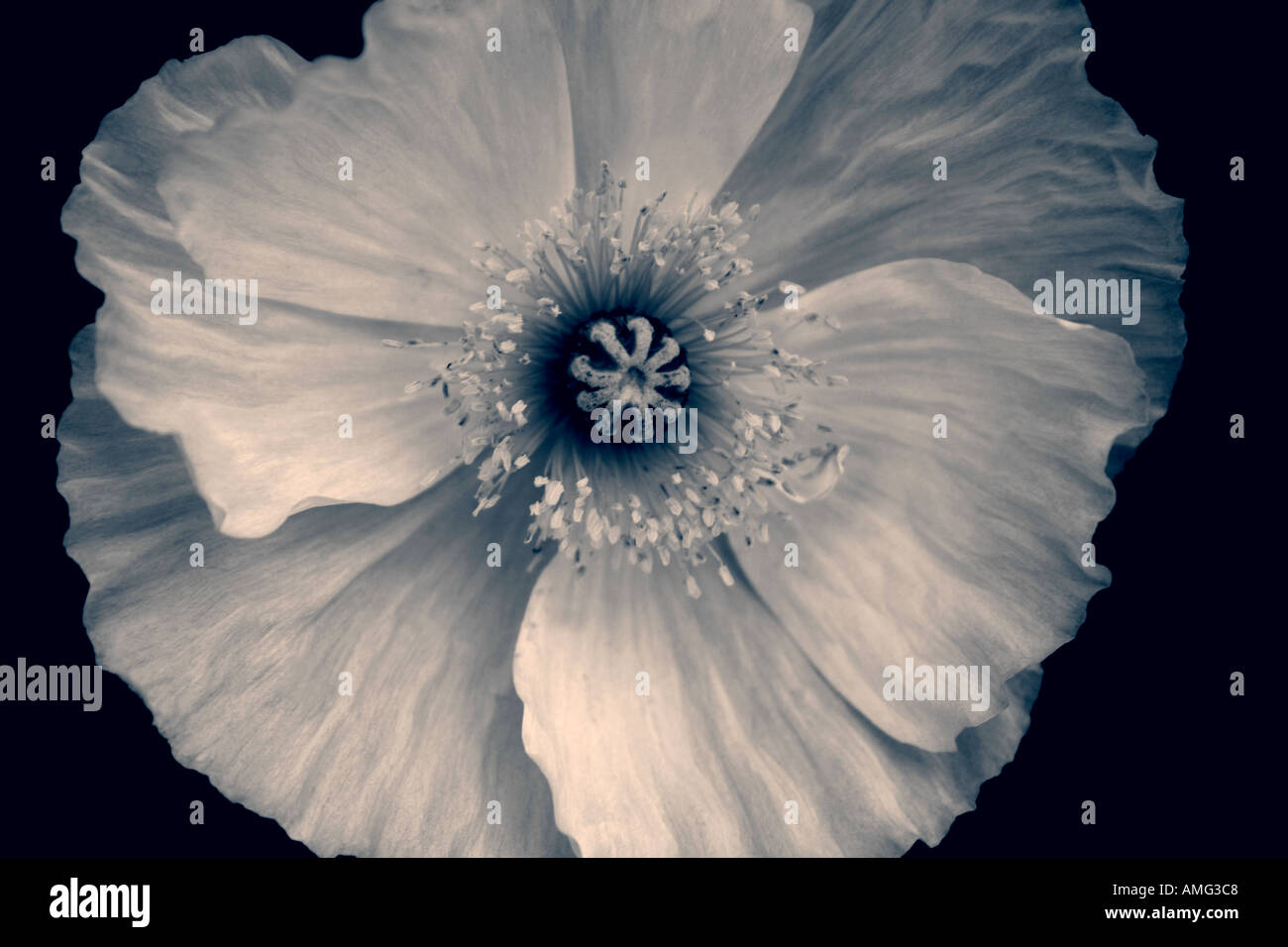 Mohnblume Monochrom auf schwarzem Hintergrund Stockfoto