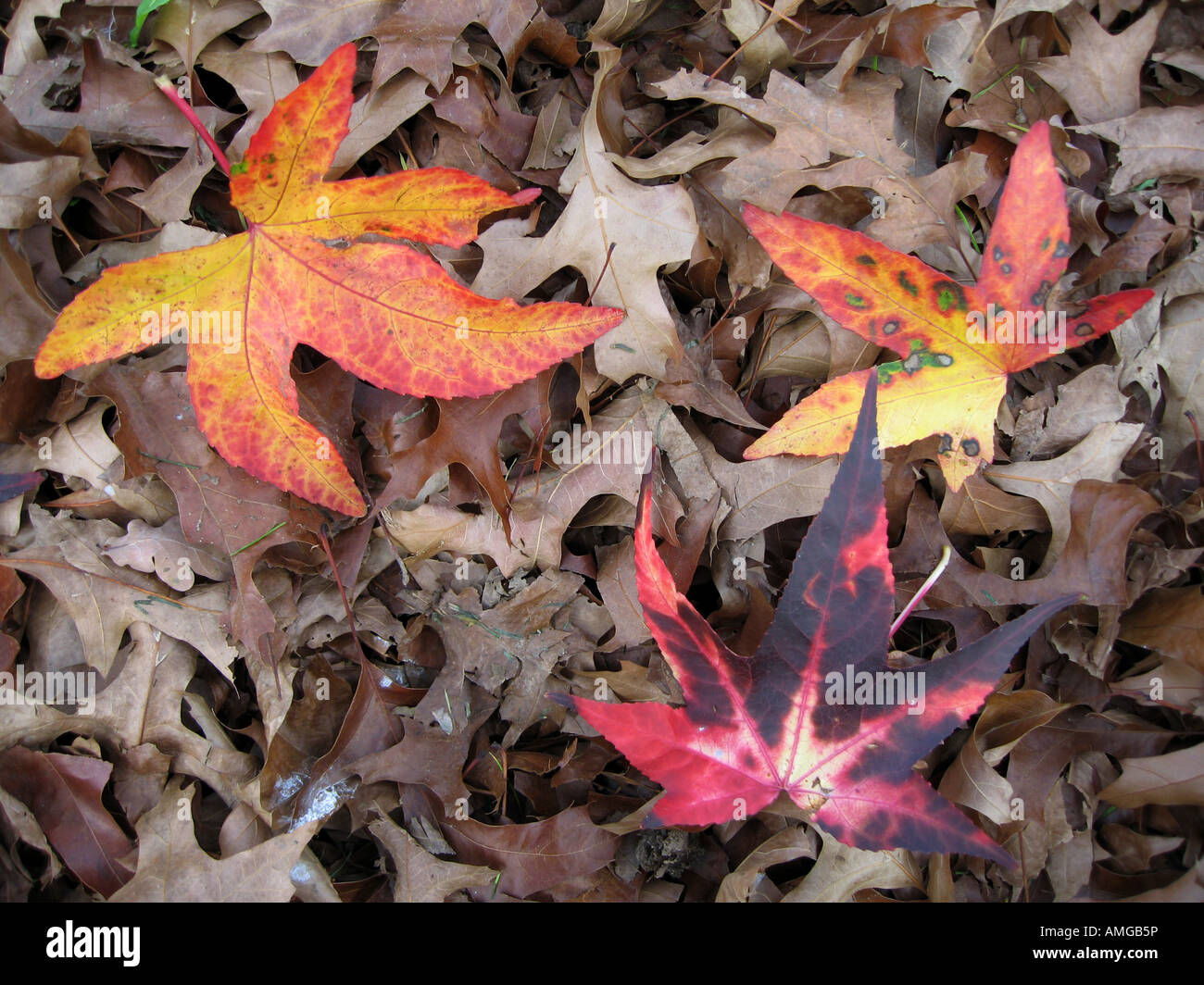 rotes Blatt auf Woodfloor im Herbst Stockfoto