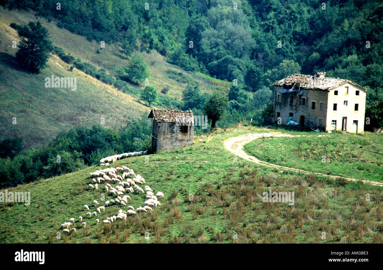 Schafe weiden in der Nähe ein Bauernhaus außerhalb Amandola in le Marche, Marken, Italien Stockfoto