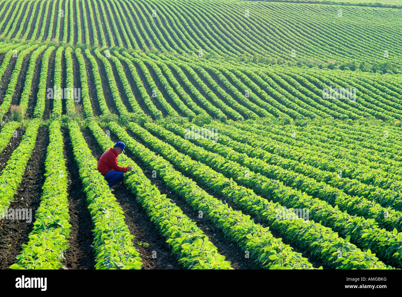 LANDWIRT PRÜFT SOJA-ERNTE IN S.E. MINNESOTA, VEREINIGTE STAATEN VON AMERIKA  JULI. Stockfoto