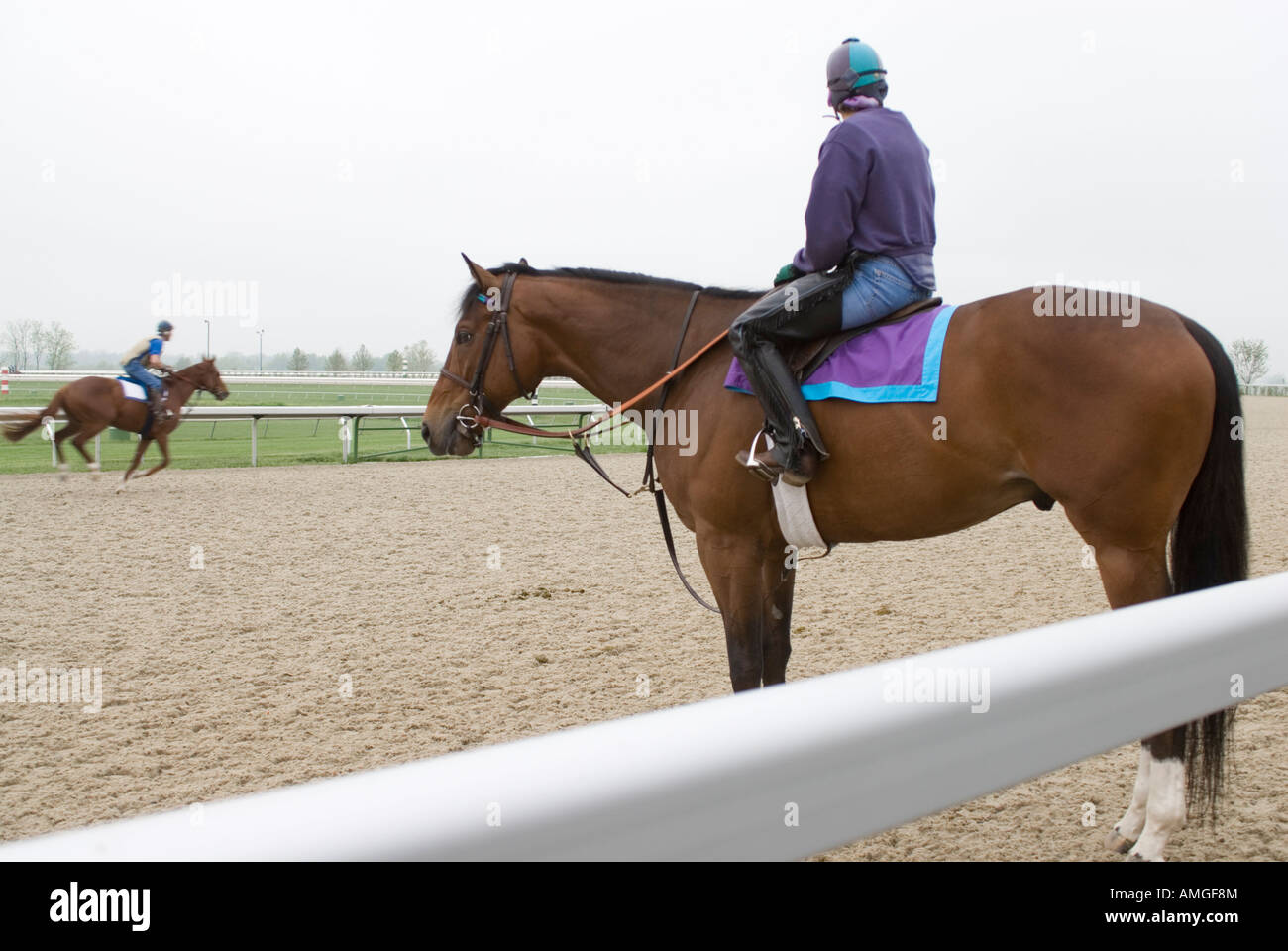 Erwärmen Sie die Vollblüter auf Keeneland Rennstrecke in Lexington, Kentucky. Stockfoto