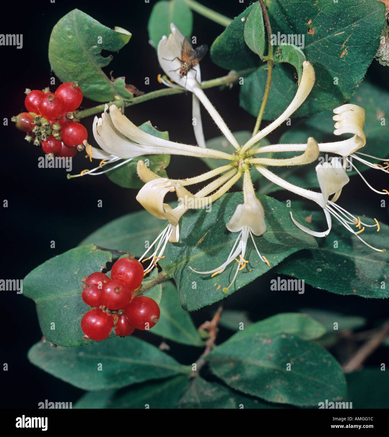 Geiblatt Lonicera periclymenum Blumen Beeren Stockfotografie - Alamy