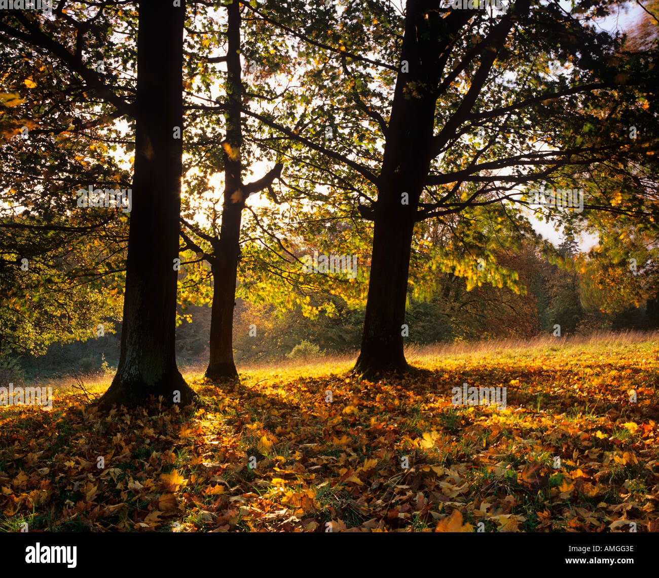 Ahornblätter in vollem Herbstblatt bei Westonbirt Arboretum Gloucestershire Stockfoto