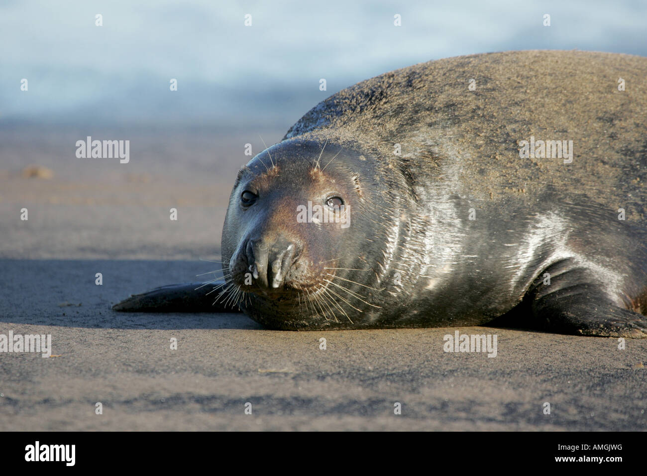 Atlantische Kegelrobben (Halichoerus Grypus) Stockfoto