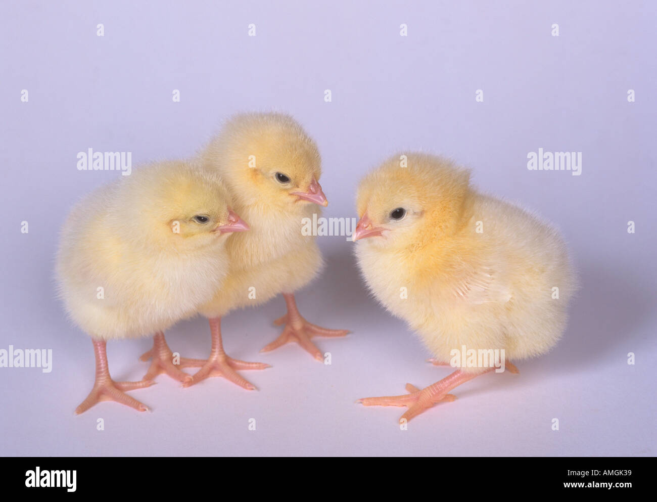 Tag alte Küken 3 in Konferenz Stockfoto