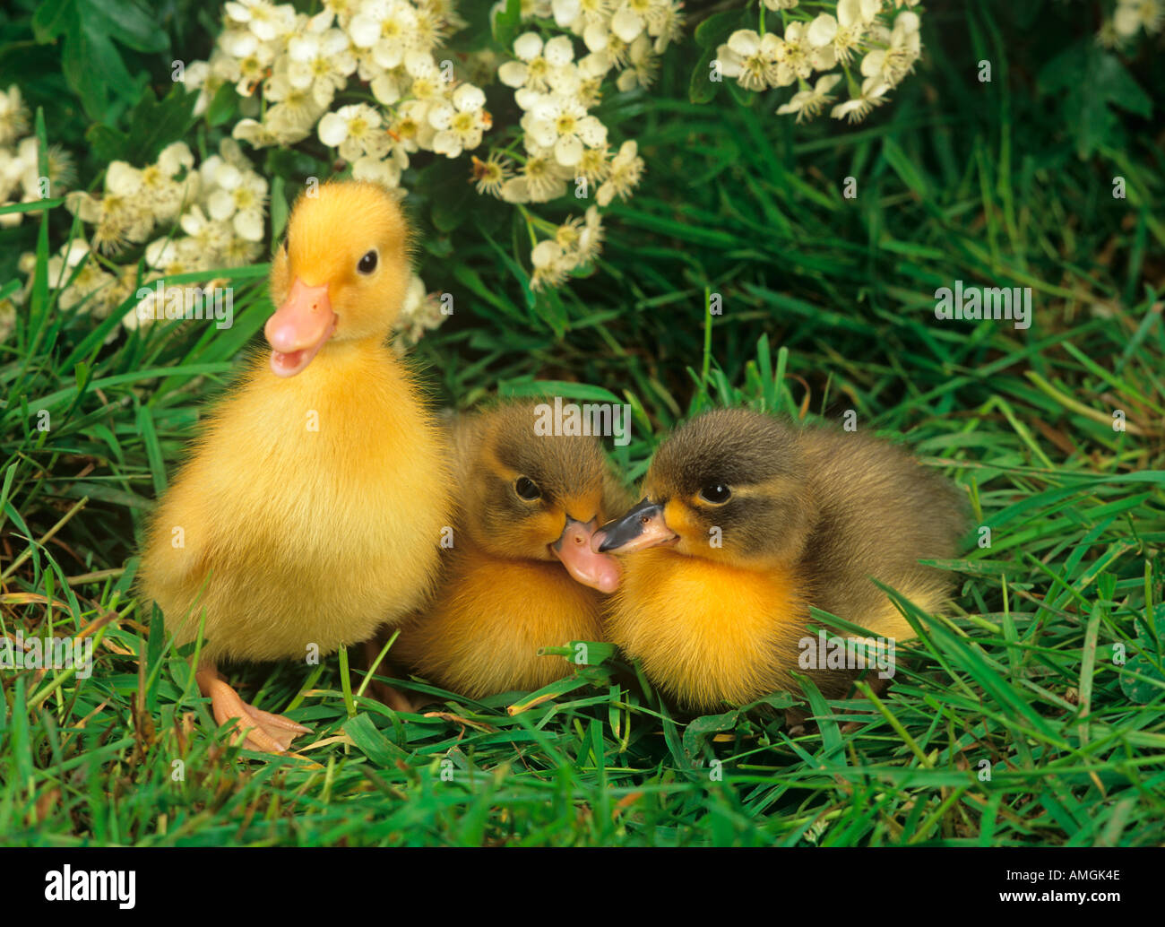 Tag alte Enten 3 in einer Reihe Stockfoto