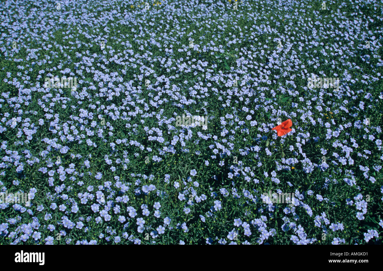 Mohn Papaver Rhoeas in Leinsamen Ernte Hertfordshire UK Stockfoto