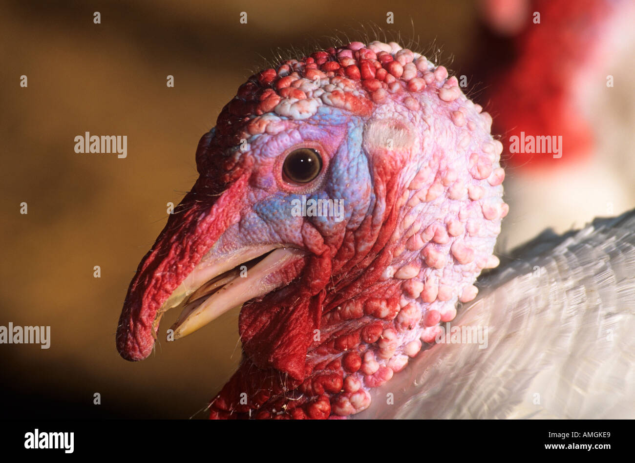 Türkei-Portrait Stockfoto