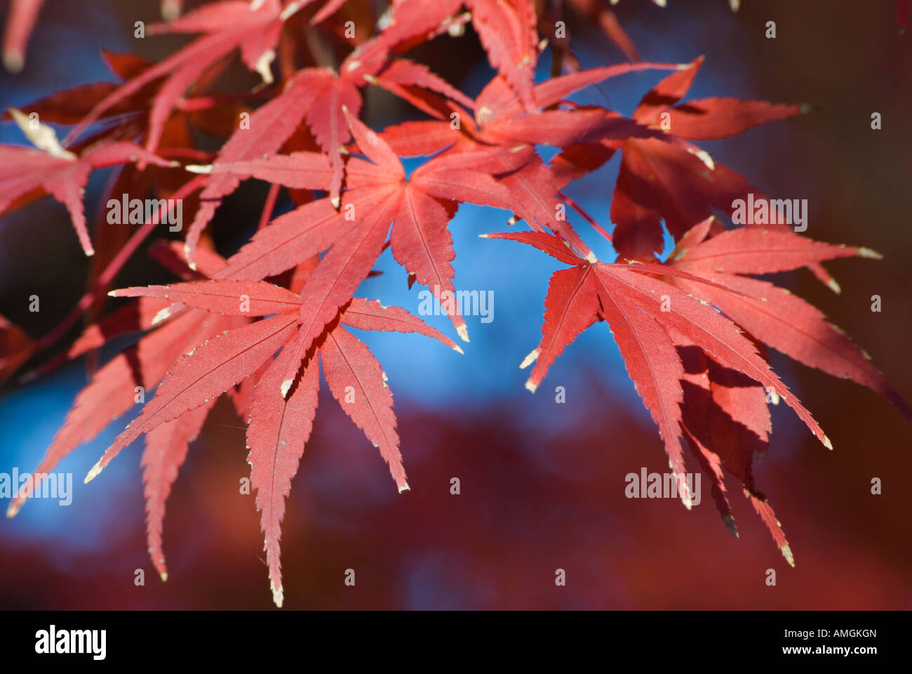 herbstliche Blätter Stockfoto