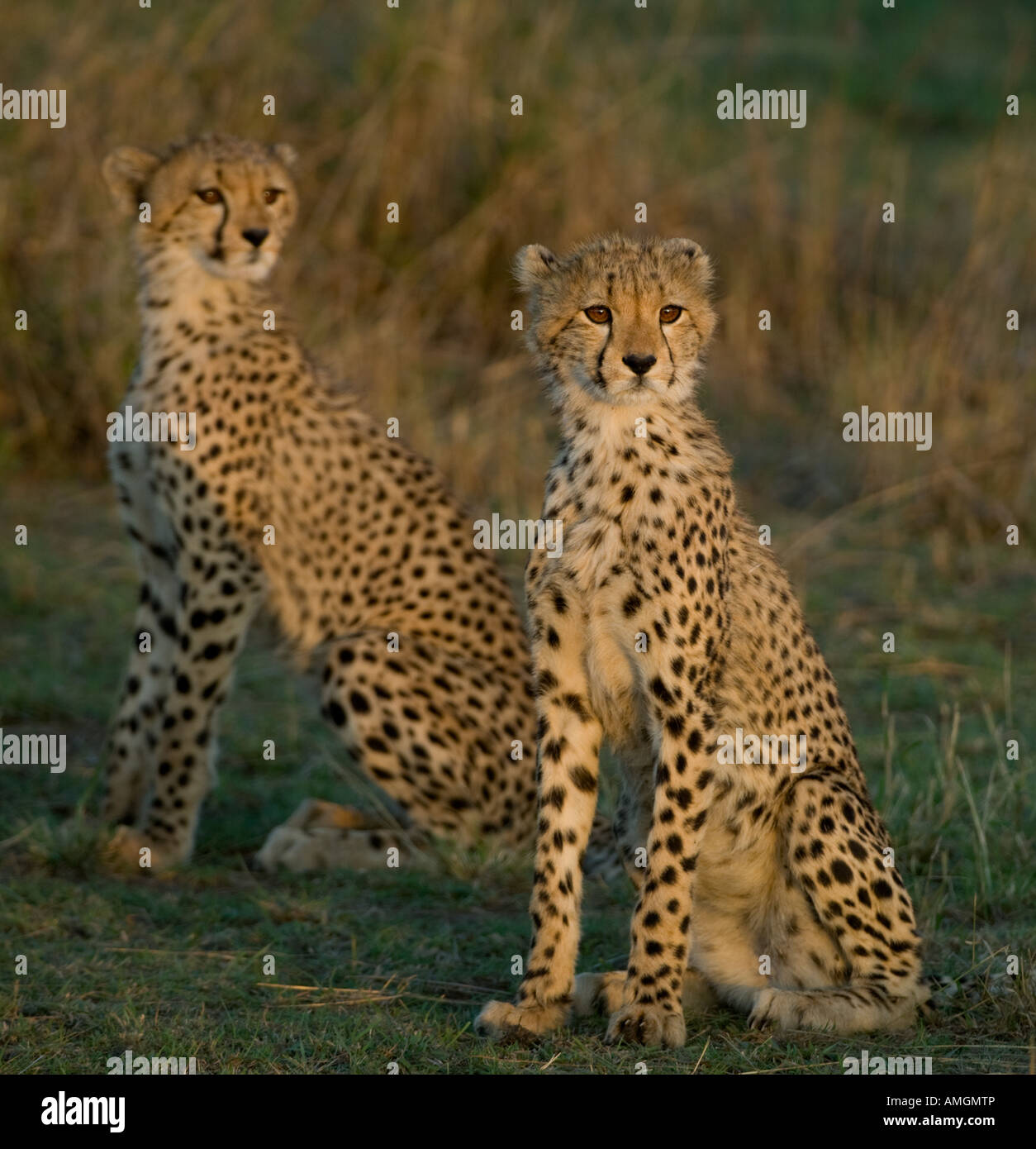Cheetah Cubs, Masai Mara, Kenia Abend Sonne Stockfoto
