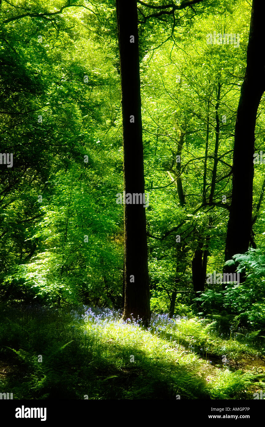 Glockenblumen Hyacinthoides non Scripta wachsen an der Basis eines Baumes gefangen in einem Schacht des Sonnenlichts Stockfoto