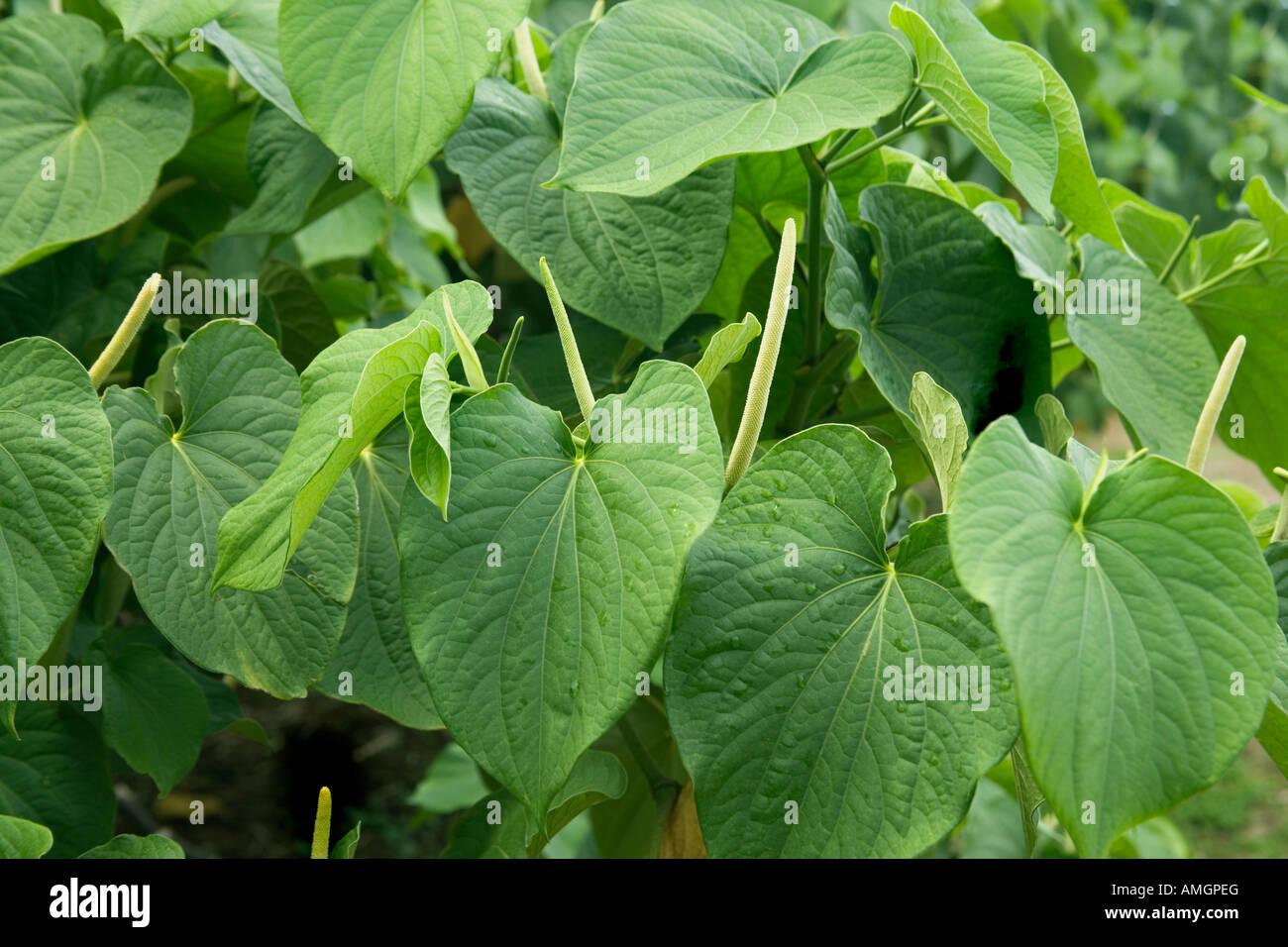 Kava, Blätter mit den Blütenständen. Stockfoto