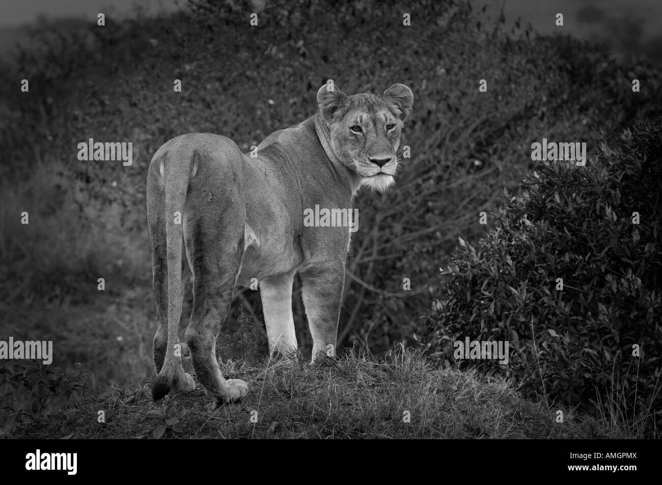 Löwe, Masai Mara, Kenia Stockfoto