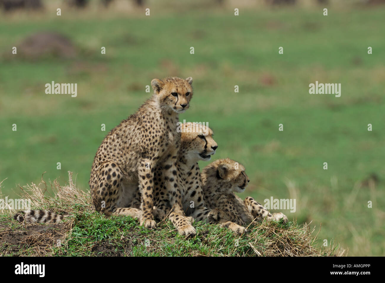 Gepard-Mutter mit jungen Stockfoto