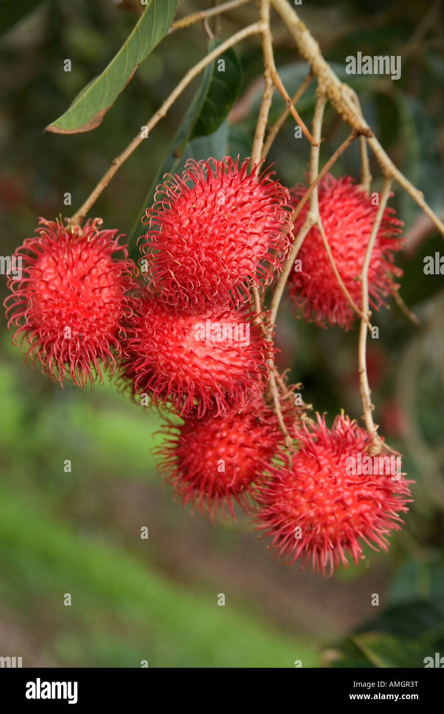 Reifen Rambutan Früchte am Zweig. Stockfoto
