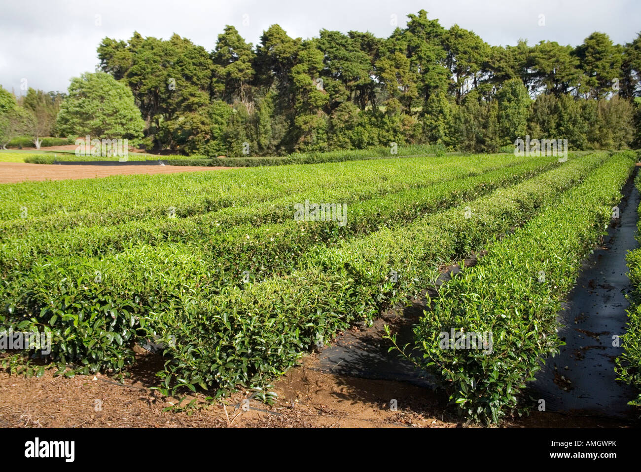 Tee-Plantage. Stockfoto