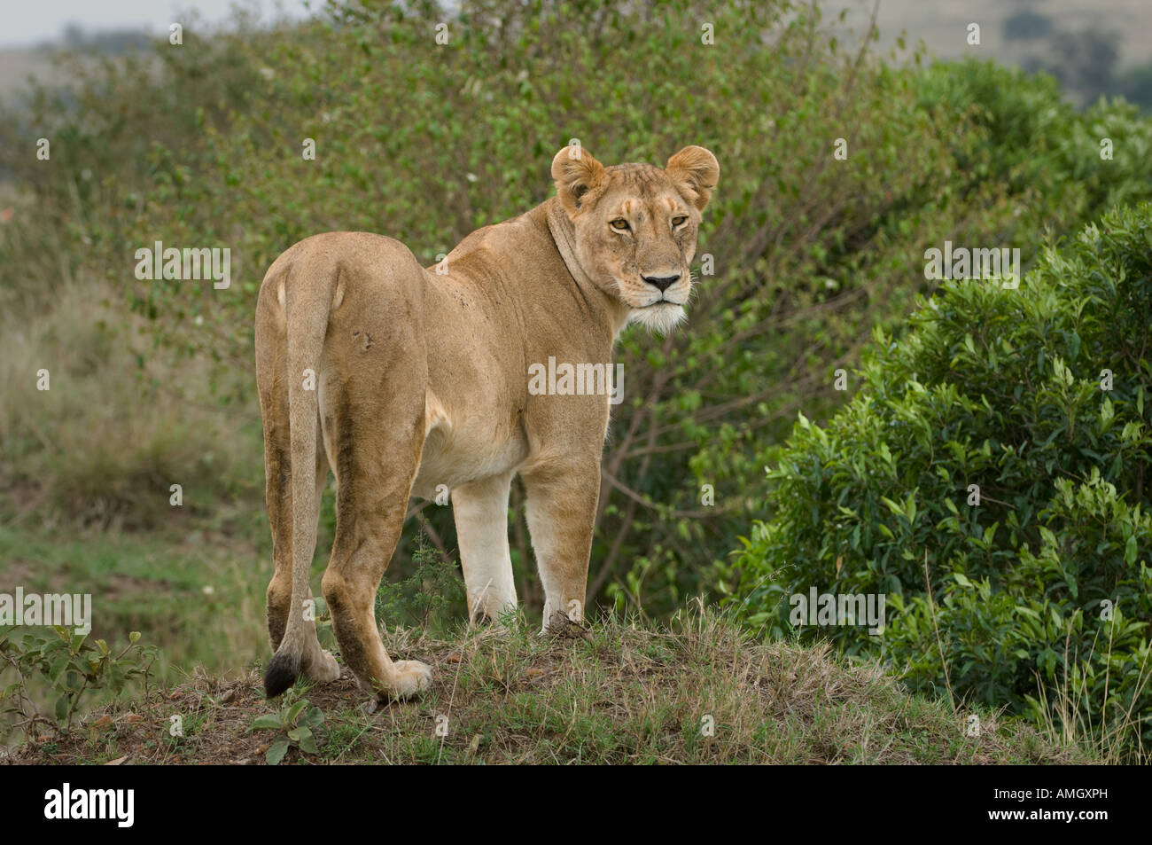 Löwe, Masai Mara, Kenia Stockfoto