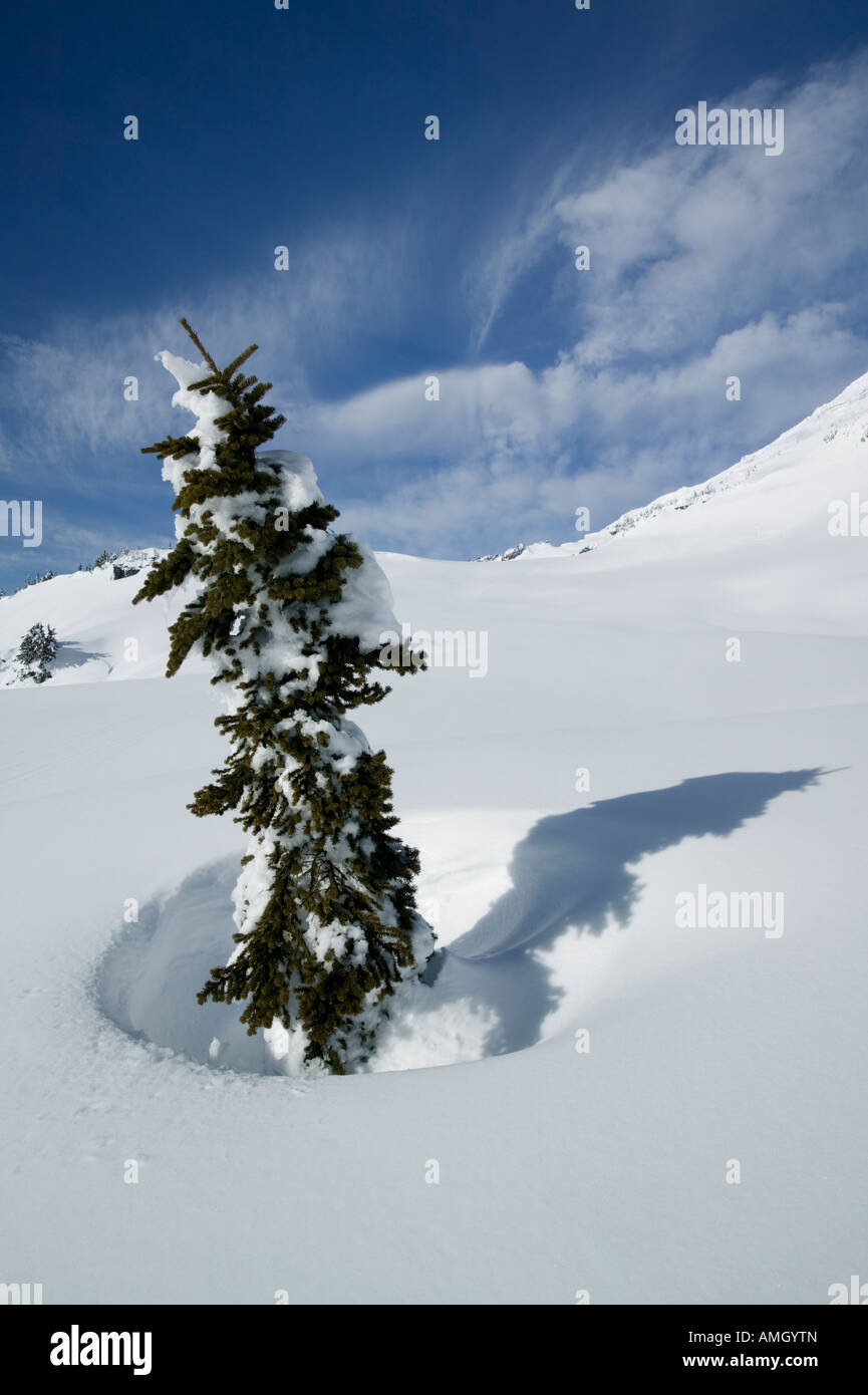 Winterlandschaft in Mount Rainier Nationalpark Stockfoto