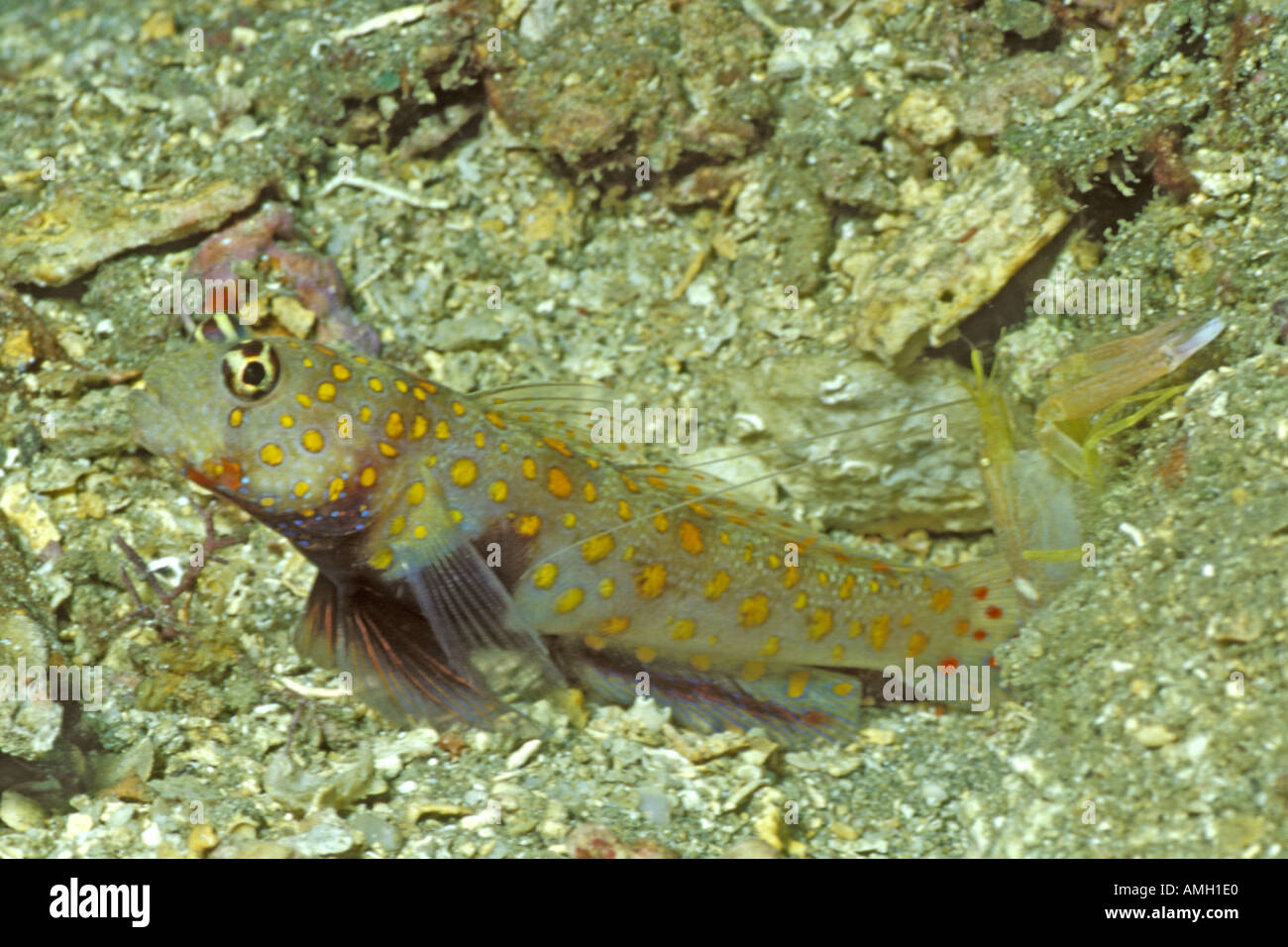 Gefleckte Shrimpgoby teilt Loch mit Alpheid Garnelen Amblyeleotris Ugttata Salomon-Inseln Stockfoto