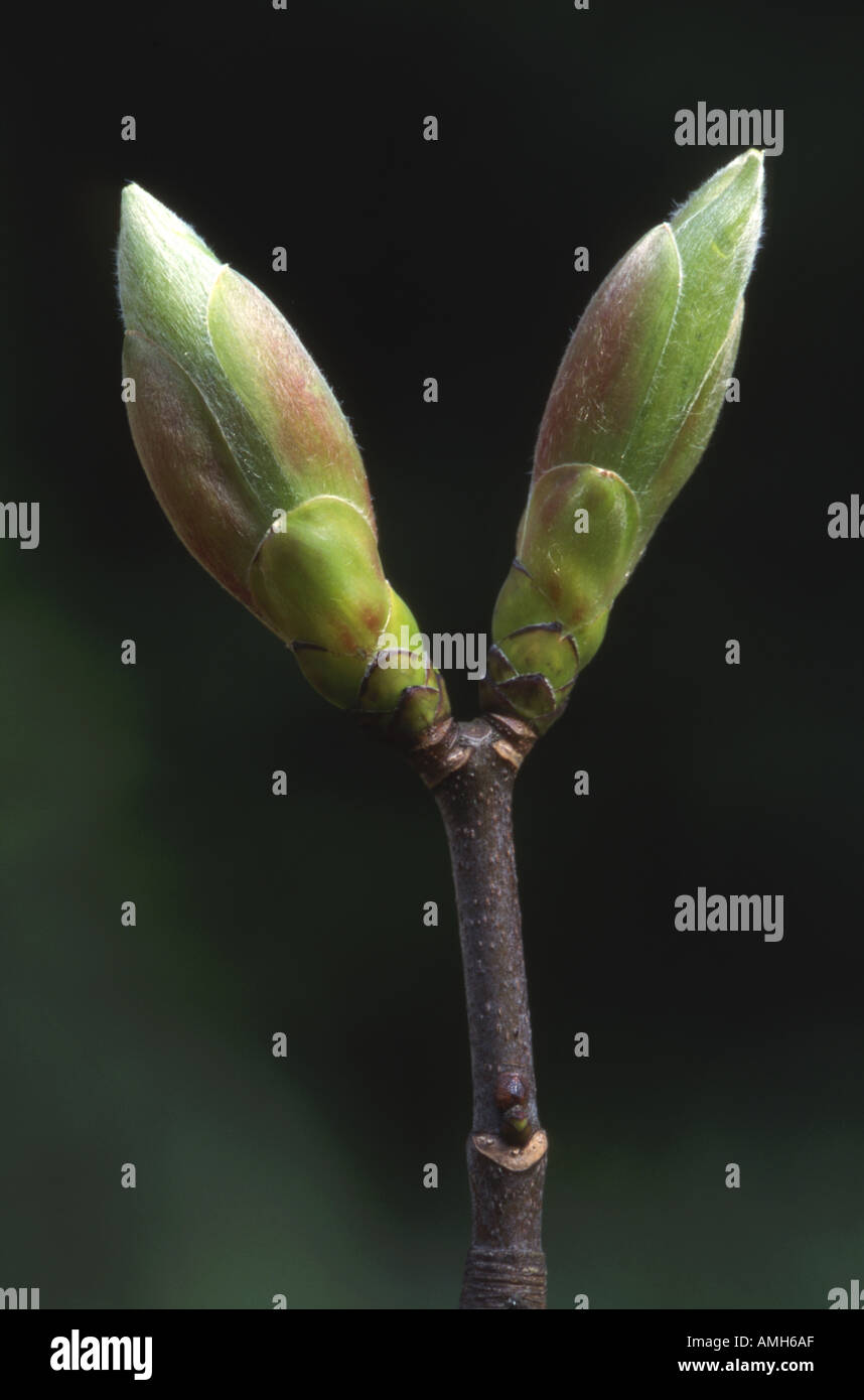 Ahorn Blatt Knospe ungeöffnet Wachstum Sequenz Nr. 1 Stockfoto