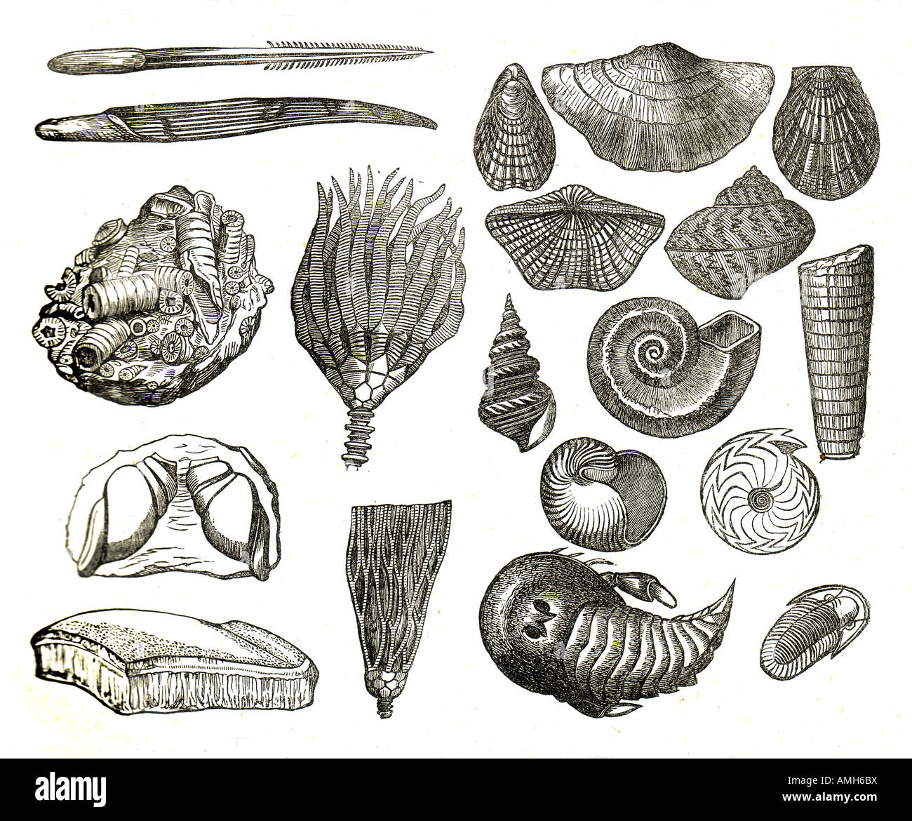 fossilen fossilis ausgegraben verschiedener Art ausgestorben Toten Kreatur Geologie Rekord mineralisierten Tiere, Pflanzen, und andere Organismen rock fo Stockfoto