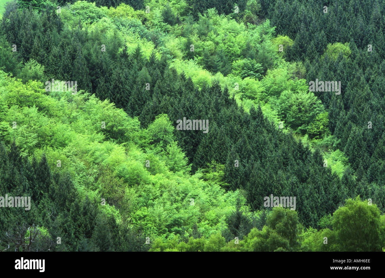 Gemischte Koniferen und Laubbäume Plantage Stockfoto