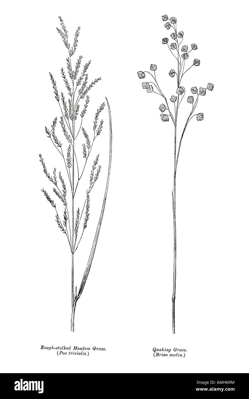 Grobe gestielten Wiese Rasen Poa Trivialis Beben Brizia Medien Heu essen Pferde Pferd Stiel Stiel Blume Blüte Kopf Samen diagra Stockfoto