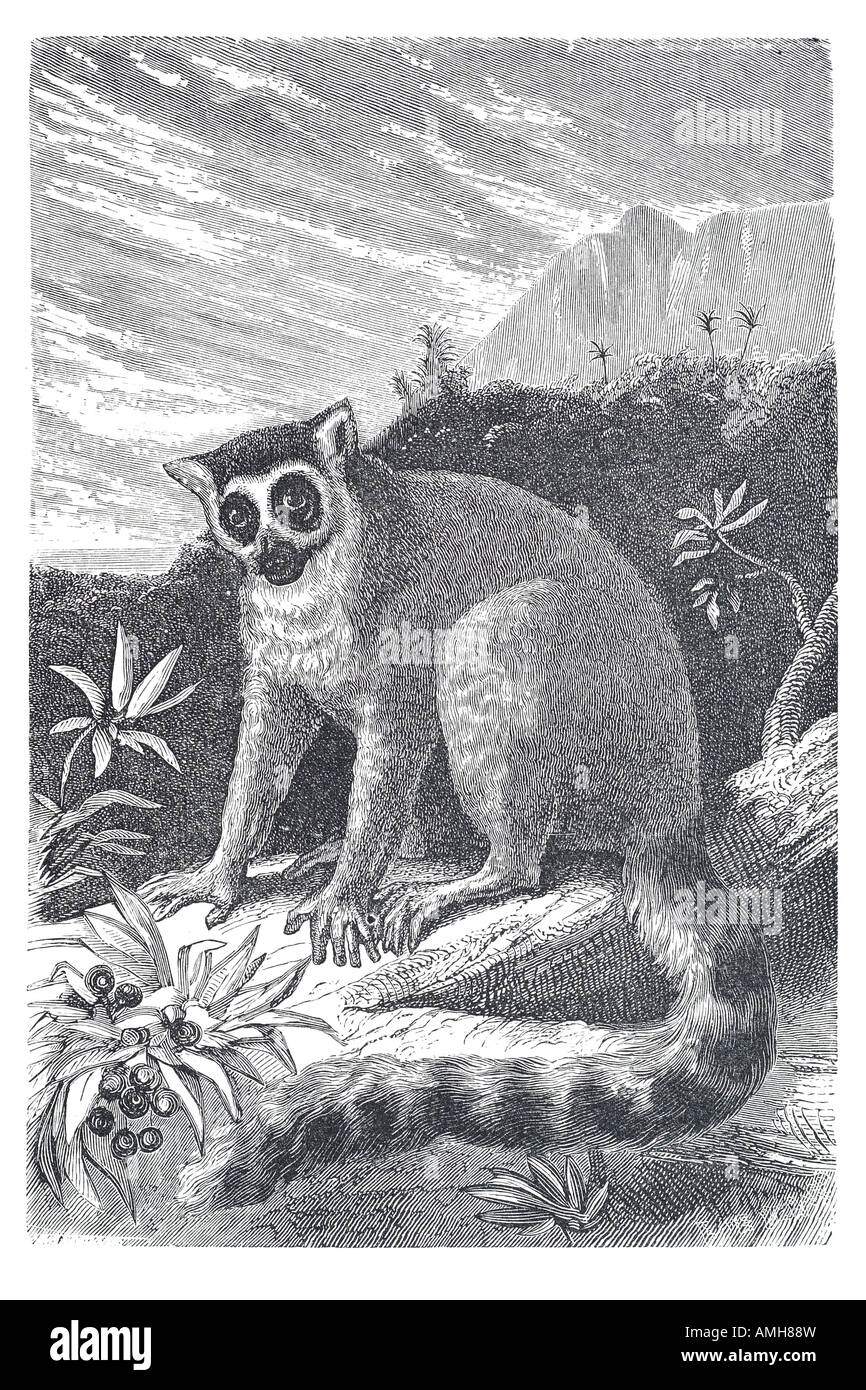 Lemur Affe Lemuriformes Primaten Halbaffen Lemuren Geister Nacht Gespenst. großen reflektierenden Augen jammern Schreie Indri Katta Stockfoto