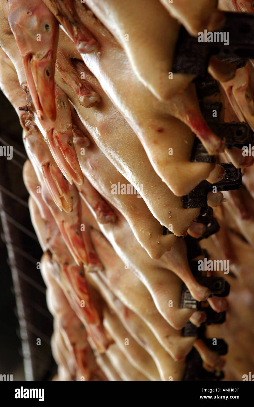Eine Reihe von frischem Geflügel aufhängen auf einen Lebensmittelmarkt in Shanghai China Stockfoto