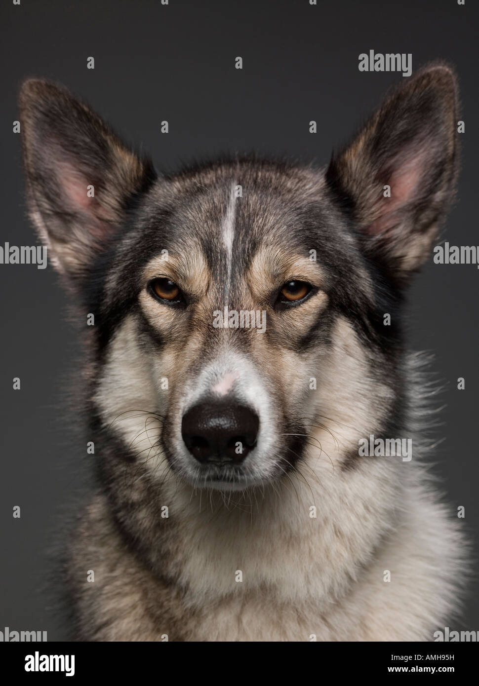 Porträt von einem elsässischen / Kreuz gezüchtete Hund Husky Stockfoto