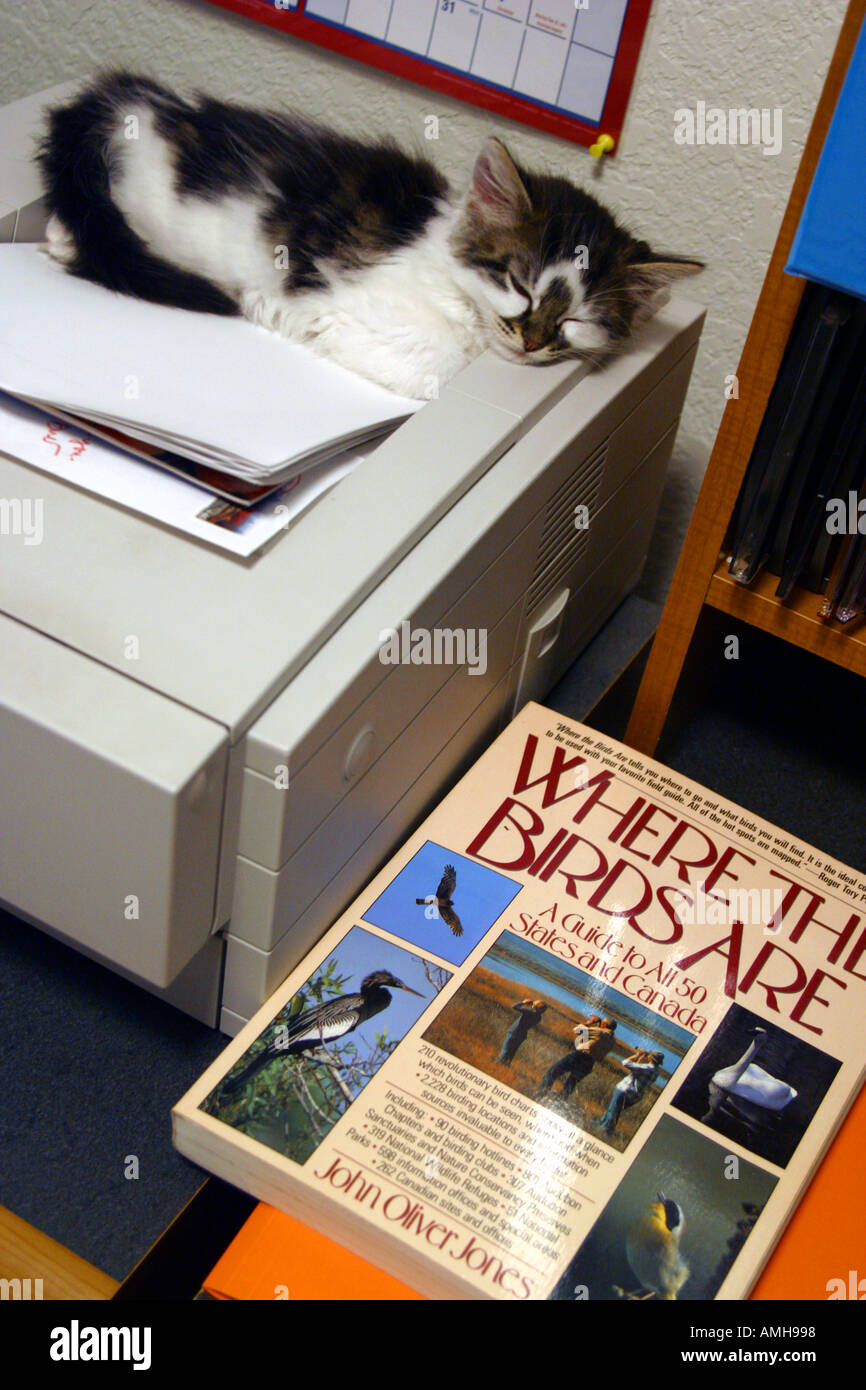 Kätzchen in einen HP-Drucker mit Vogelbuch auf Schreibtisch schlafen Stockfoto