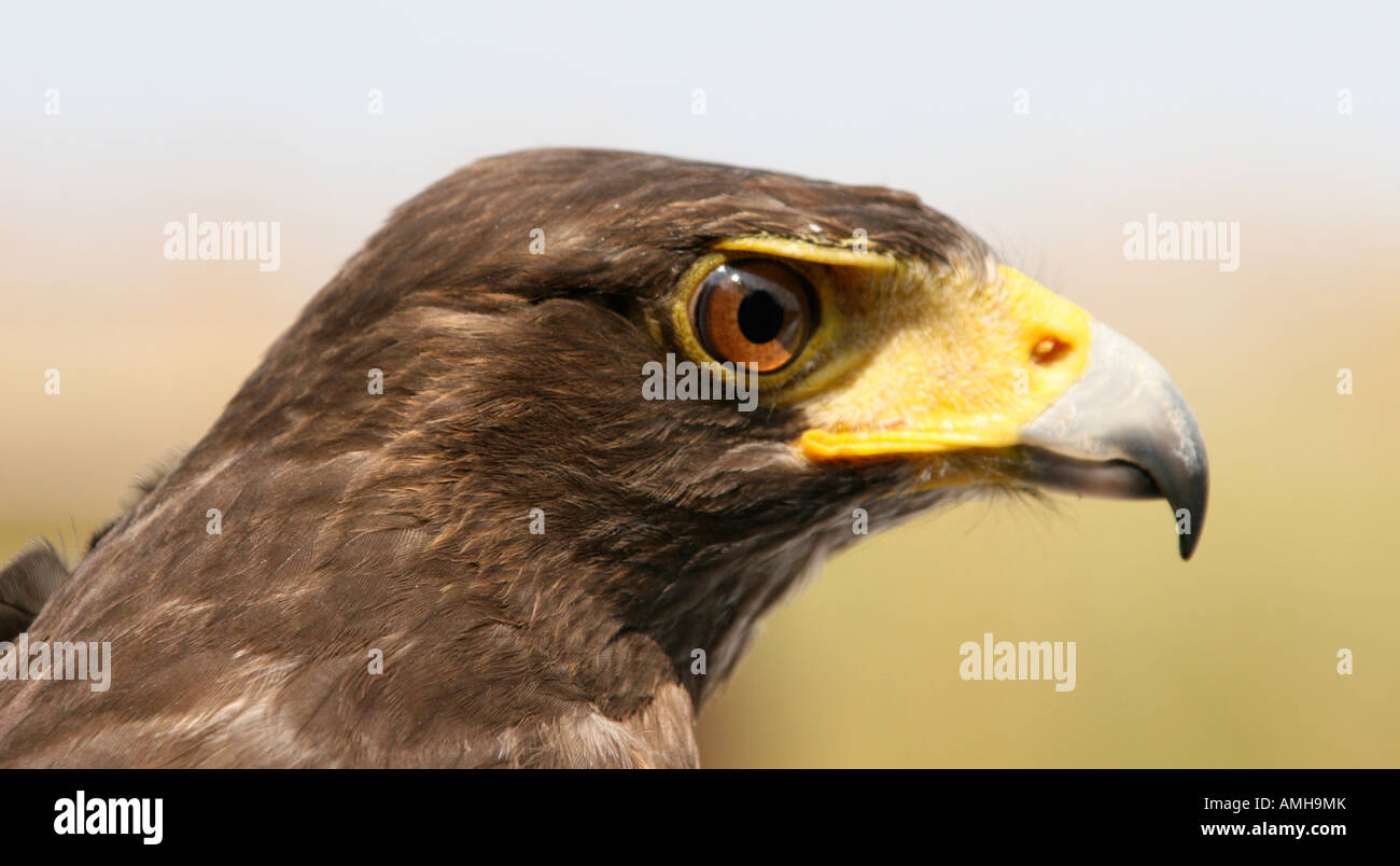 Ein Harris Hawk auf der Suche nach seiner Beute in England Stockfoto
