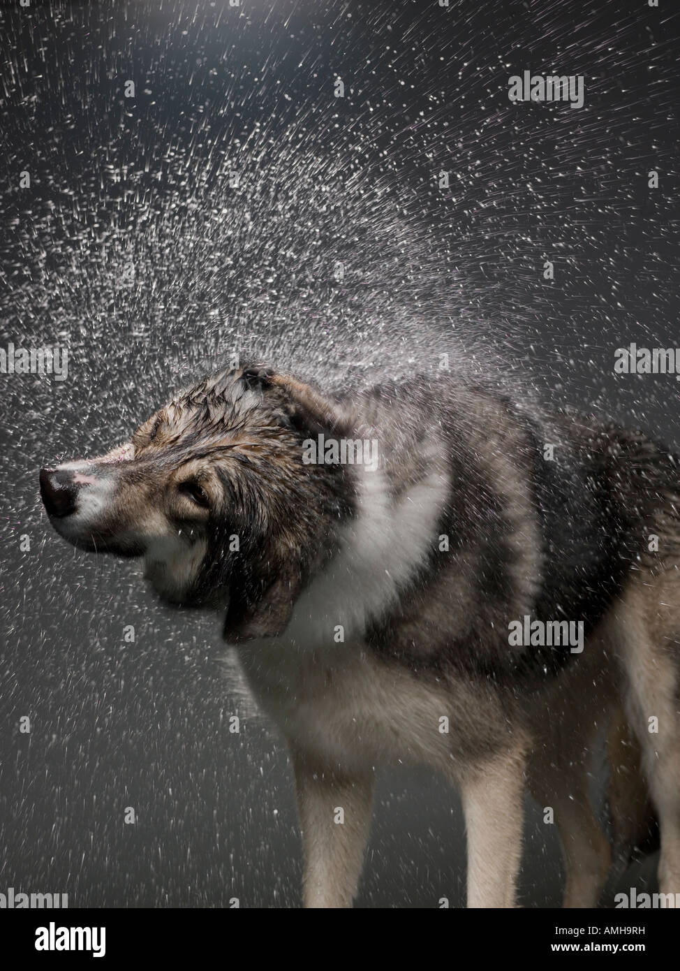 Ein Hund Wasser abschütteln Stockfoto