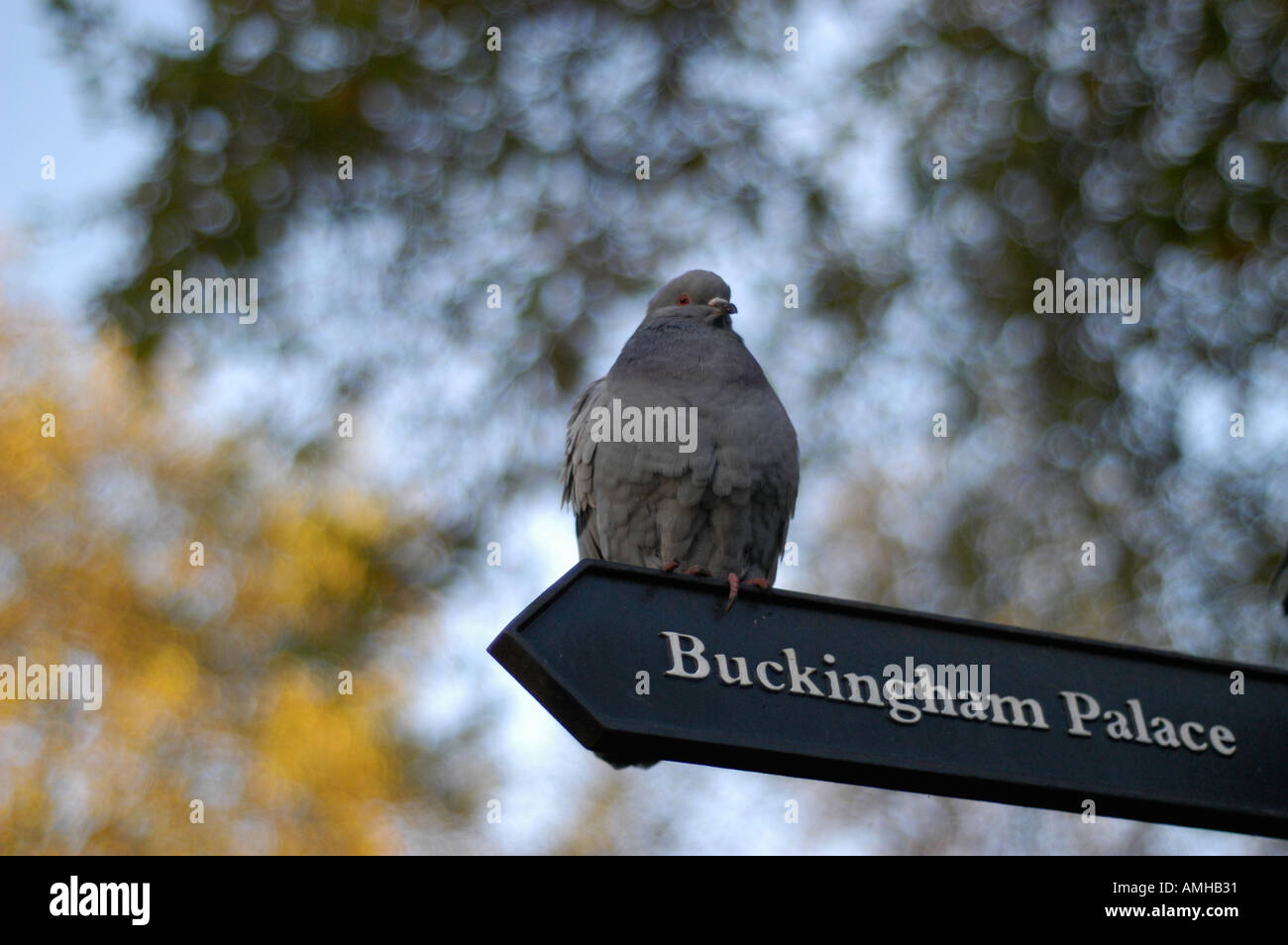 Taube zeigt den Weg zum Buckingham Palace London Stockfoto