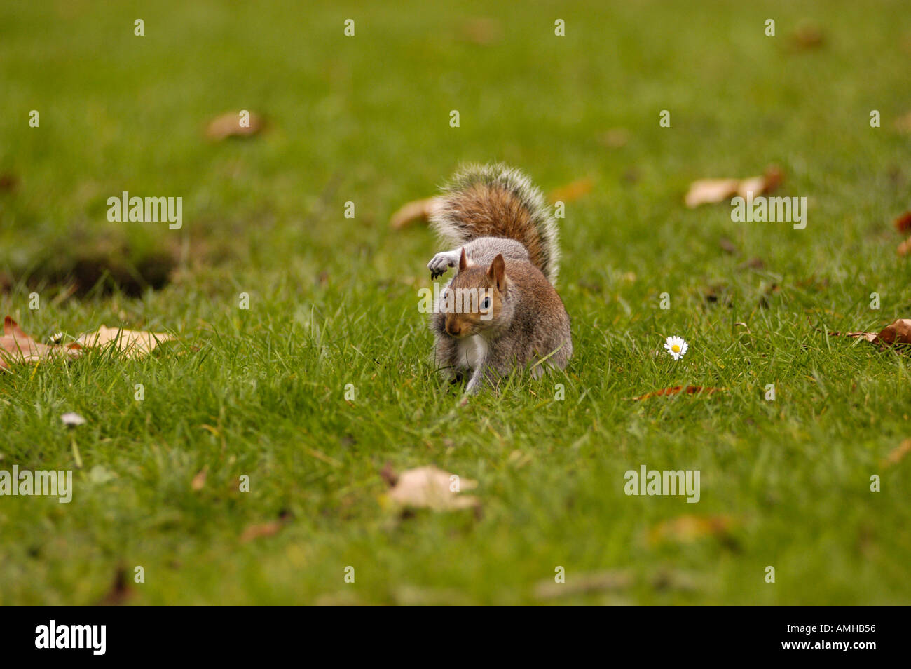 Eichhörnchen Anhebung eine Faust in London St James park Stockfoto