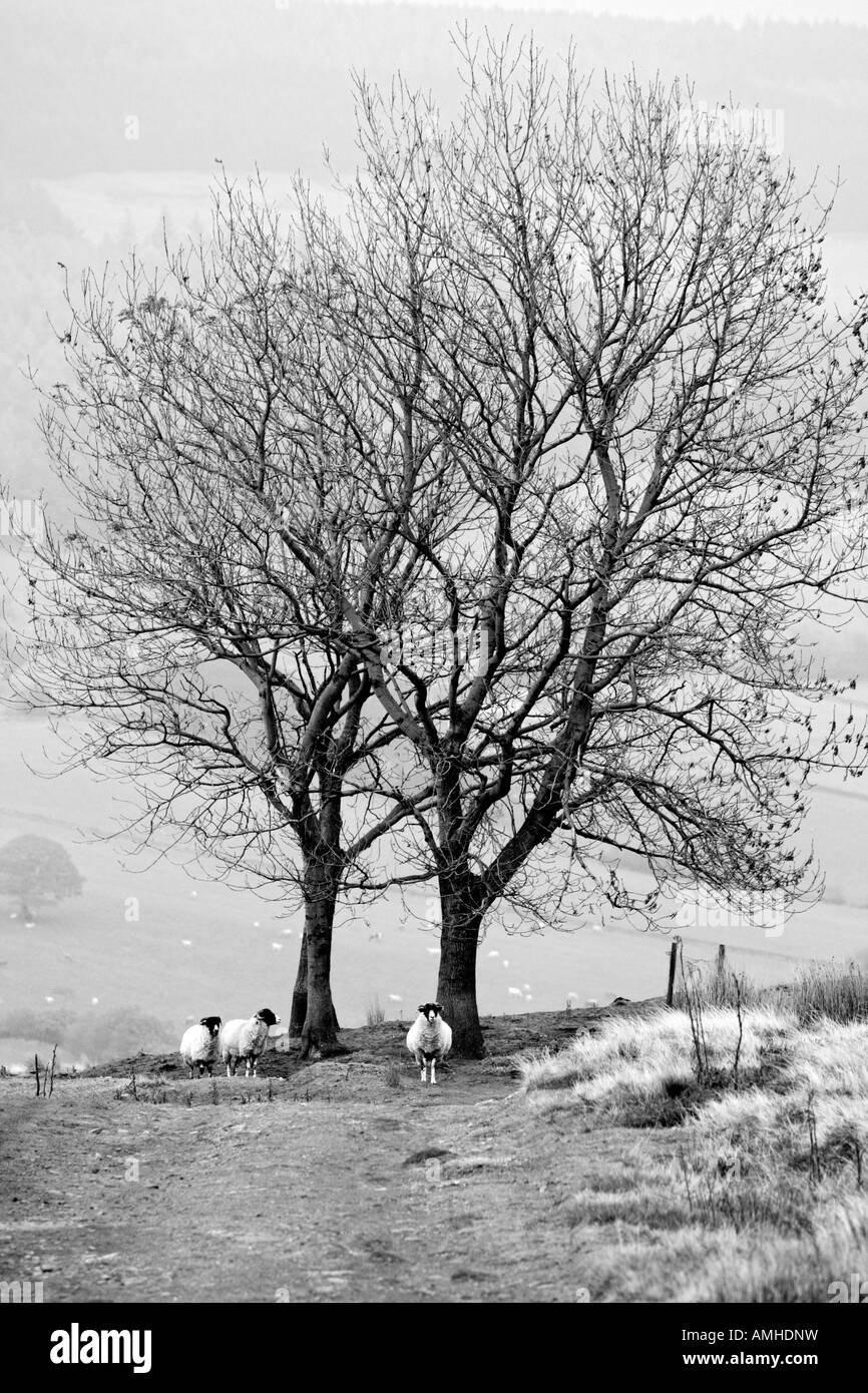 Schafe weiden in Ackerland bei North Yorkshire in England, UK Stockfoto