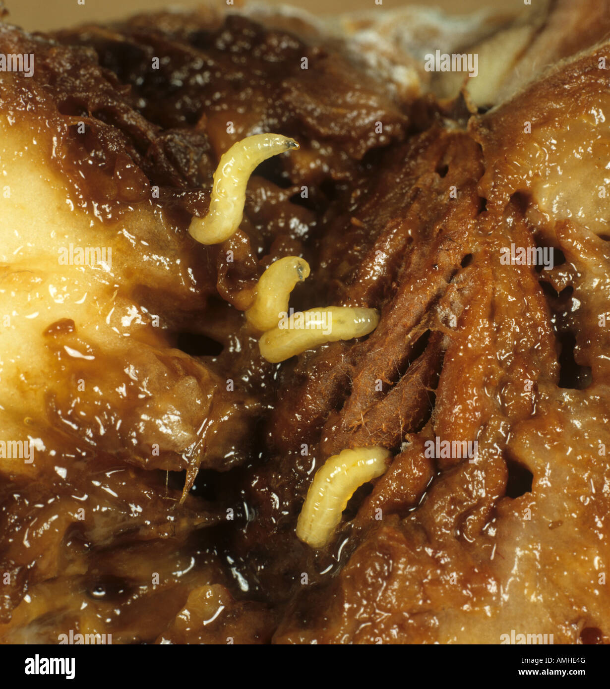 Mittelmeer-Fruchtfliege Ceratitis Capitata Larven in beschädigten Pfirsichfrucht Stockfoto