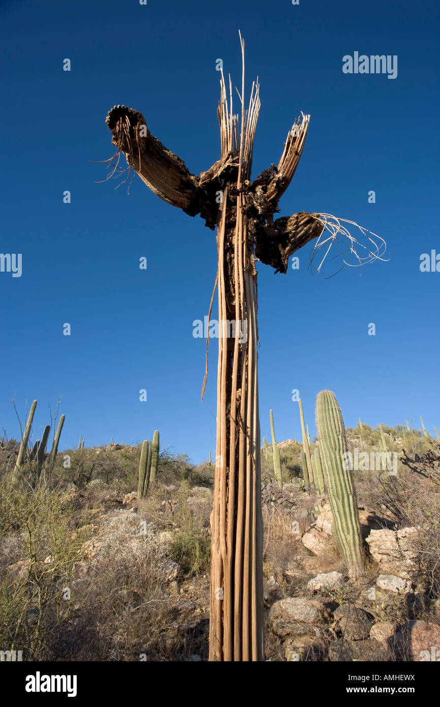 Ein Saguaro-Kaktus-Skelett in Tucson Arizona Stockfoto