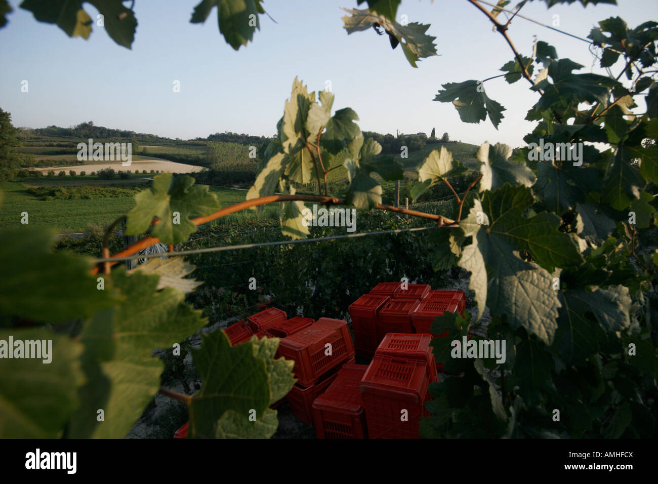 leere Felder nach der Ernte in die Langhe roero Stockfoto