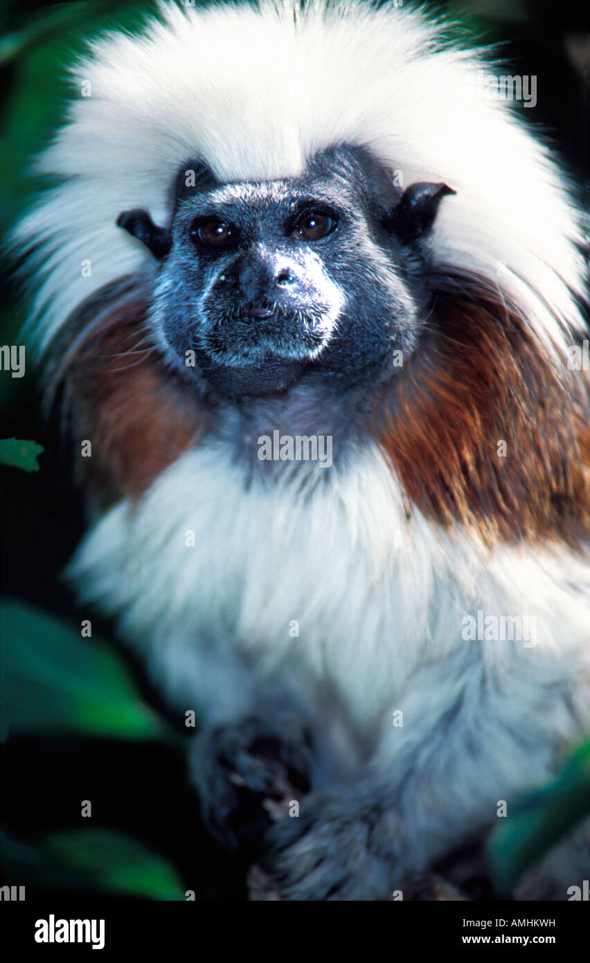 Baumwolle Spitze Tamarin Saguinus Oedipus Erwachsenen Amerika Tier Blickkontakt Säugetier Säugetiere Primas Primaten einzigen tierischen si Stockfoto