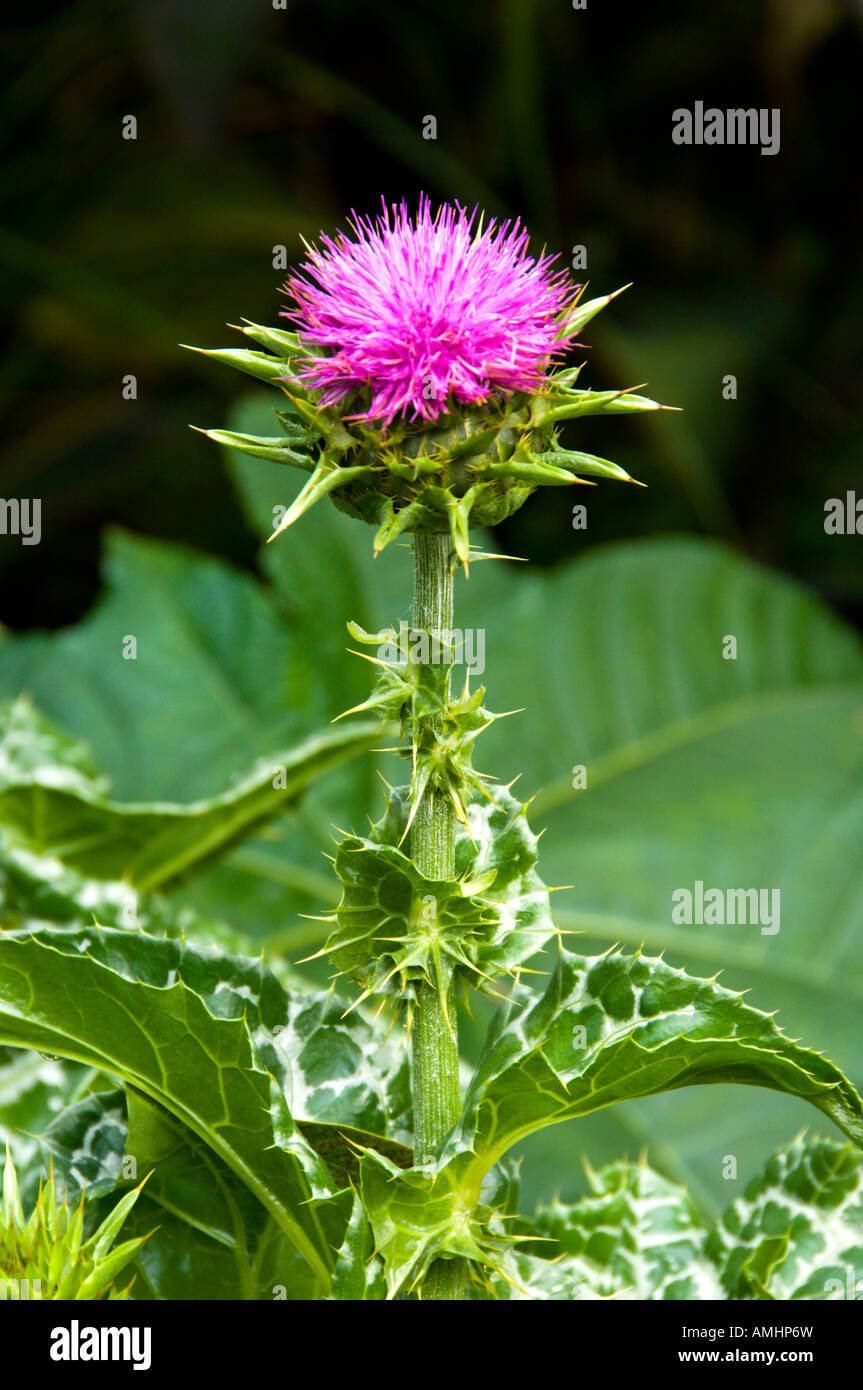 Die große lila Blume von der Mariendistel oder gesegnete Distel Silybum Marianum blühen im englischen Garten in Winnipeg Stockfoto