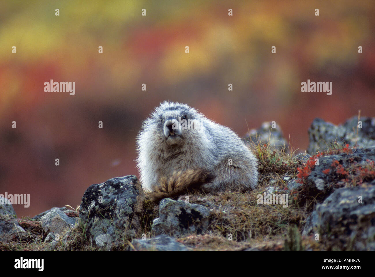 Hoary Marmot Marmota Caligata fallen Farben Denali Nationalpark Alaska USA Stockfoto