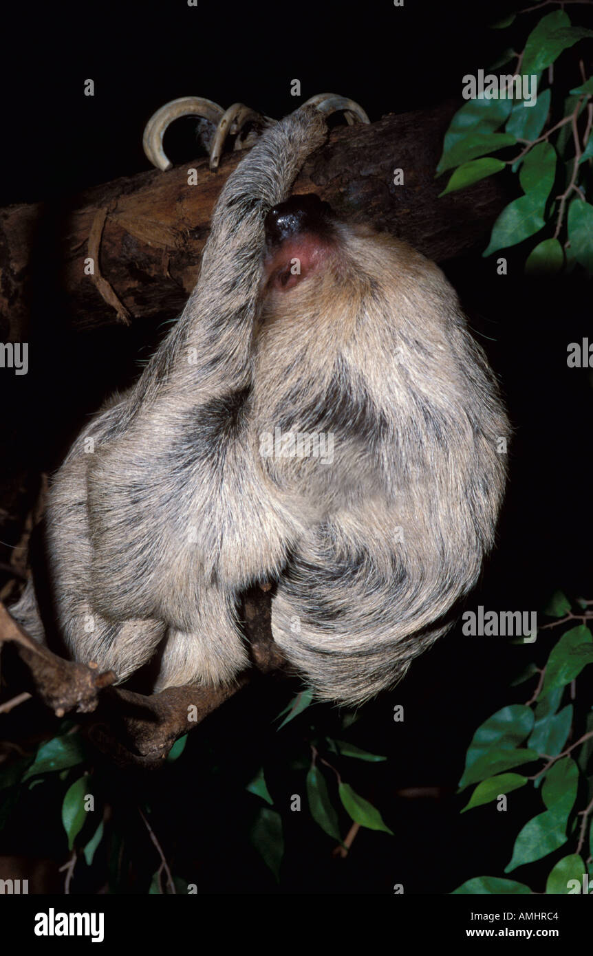 Zwei toed Sloth Choloepus Didactylus gefangen Brasilien hängen an Zweig Südamerika Stockfoto